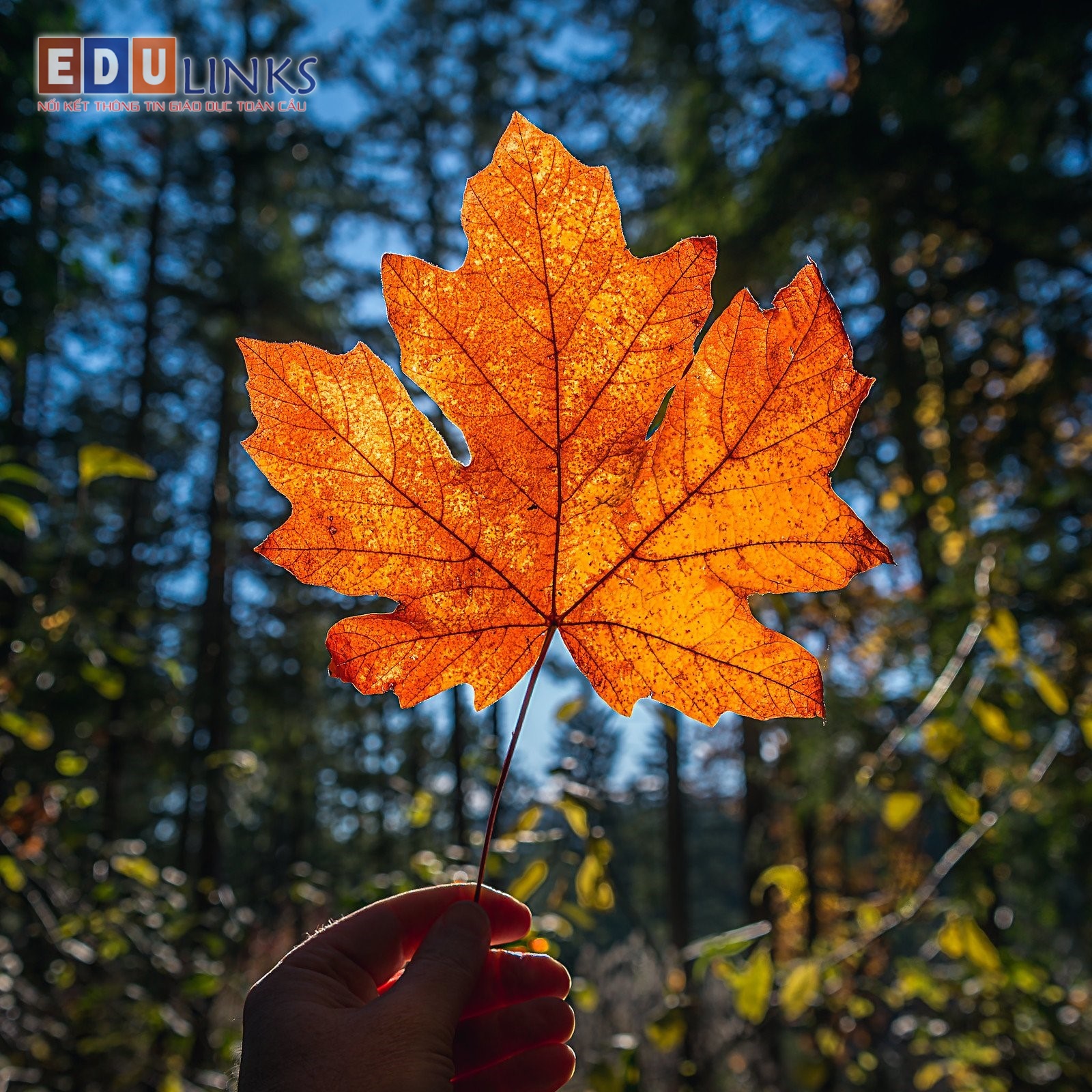 Lá Phong: Lá Phong là biểu tượng của mùa thu tuyệt đẹp, khi lá cây chuyển màu sang màu vàng, đỏ, cam, và nâu. Ảnh liên quan đến Lá Phong sẽ đưa các bạn đến những cảnh quan đẹp như tranh, những tác phẩm nghệ thuật thực sự đúng với thần thái của mùa thu.