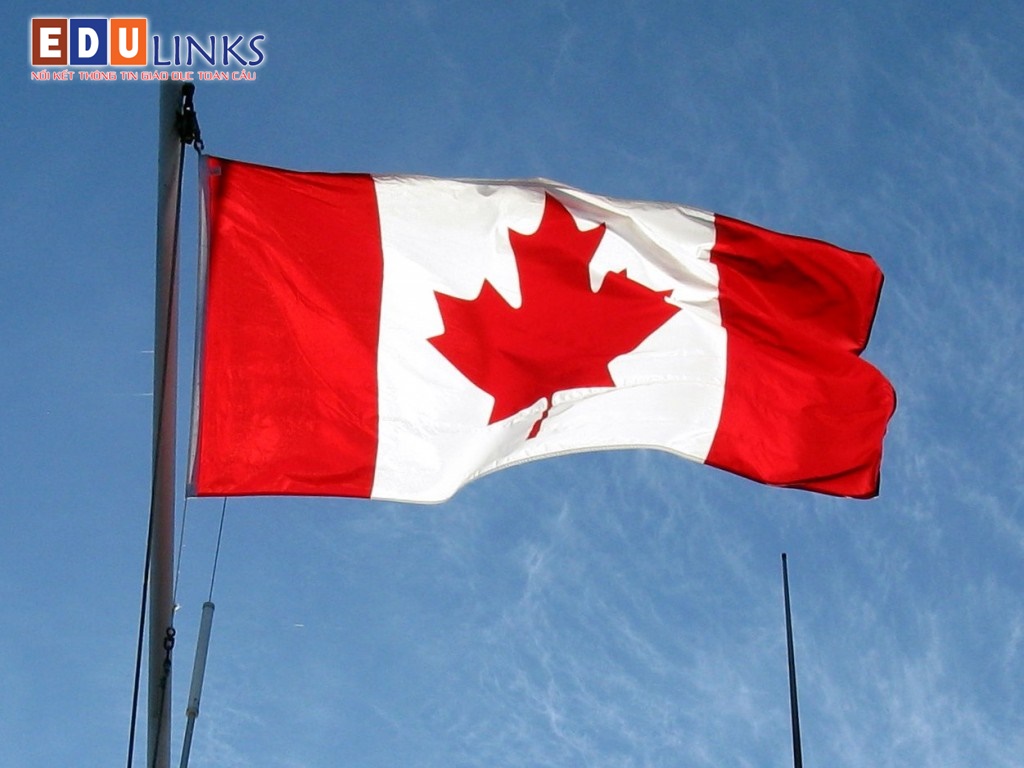 Lá Phong – Biểu tượng của Canada - Du học Edulinks